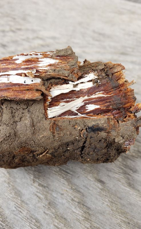 plant sample - mycelium